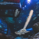 Sawfish swimming close by at Ripley's Aquarium of Myrtle Beach.