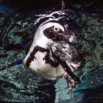 Close view of a penguin swimming at Ripley's Aquarium of Myrtle Beach.