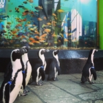 Penguins standing in front of a fish tank at Ripley's Aquarium of Myrtle Beach.