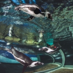 Penguins swimming in water at Ripley's Aquarium of Myrtle Beach.