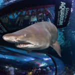Up close view of a shark at Ripley's Aquarium of Myrtle Beach.