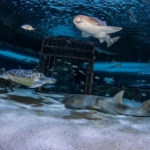 Different sea animals swimming around a cage at Ripley's Aquarium of Myrtle Beach.