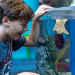 A boy looking in awe at a starfish and urchin at Ripley's Aquarium of Myrtle Beach.