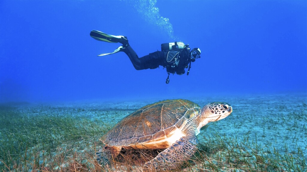 Scuba diver swimming near a sea turtle over ocean grass bed