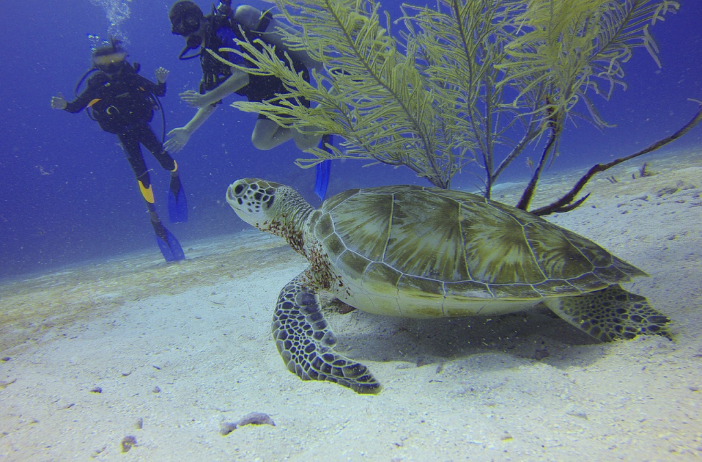 sea turtle on a Myrtle Beach scuba dive