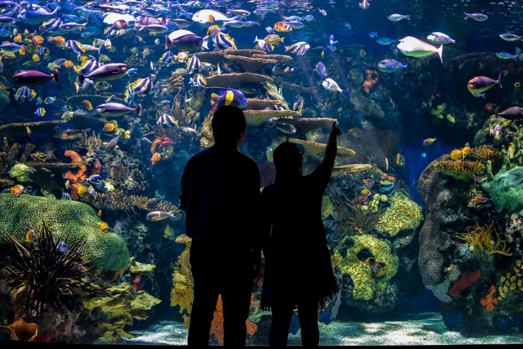 indoor activities at the aquarium