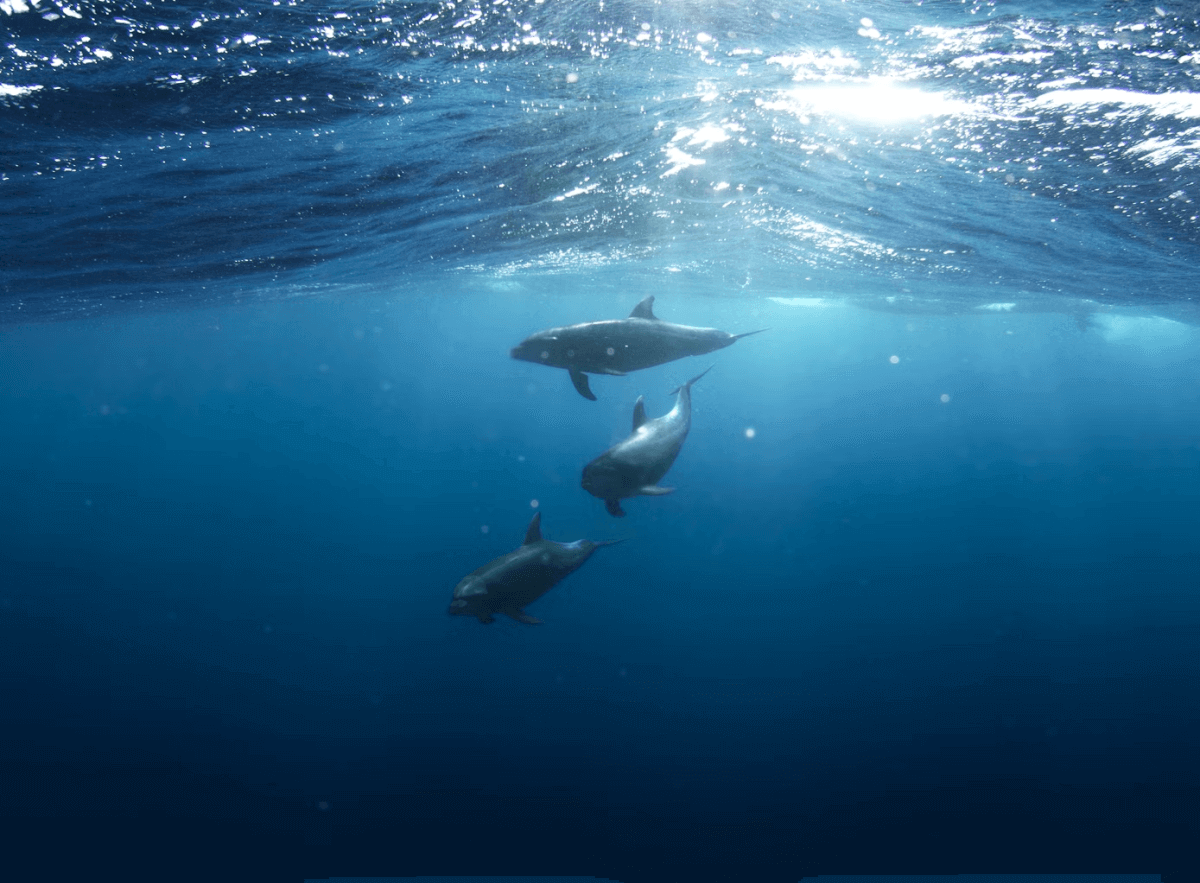 dolphins of the Atlantic Ocean