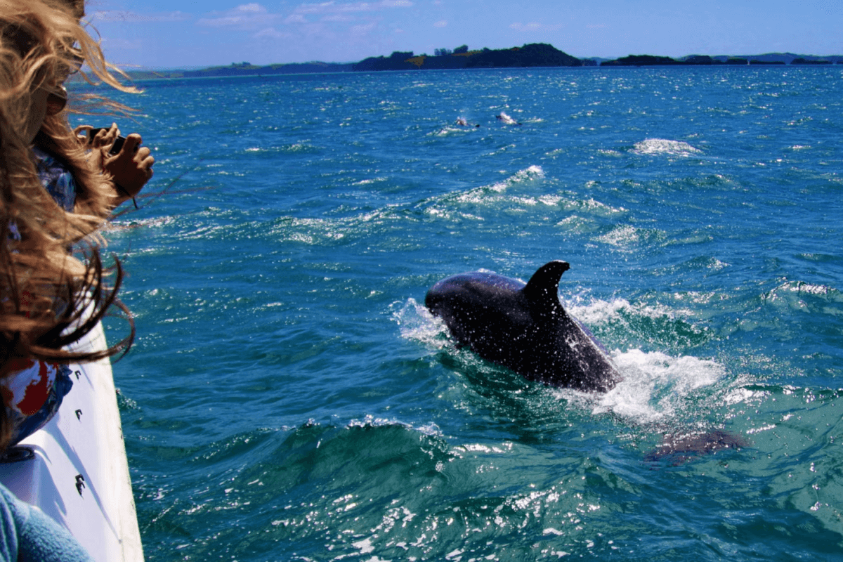 dolphin sightseeing tour