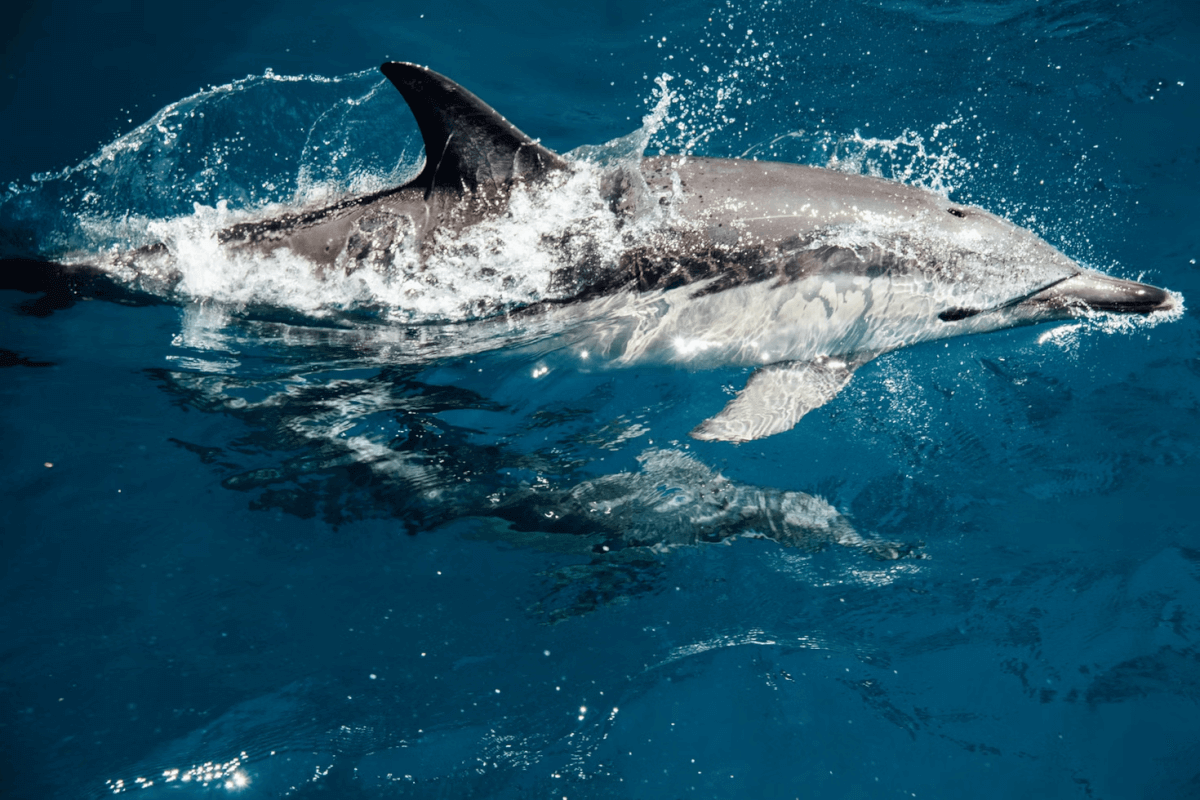 dolphins in Myrtle Beach