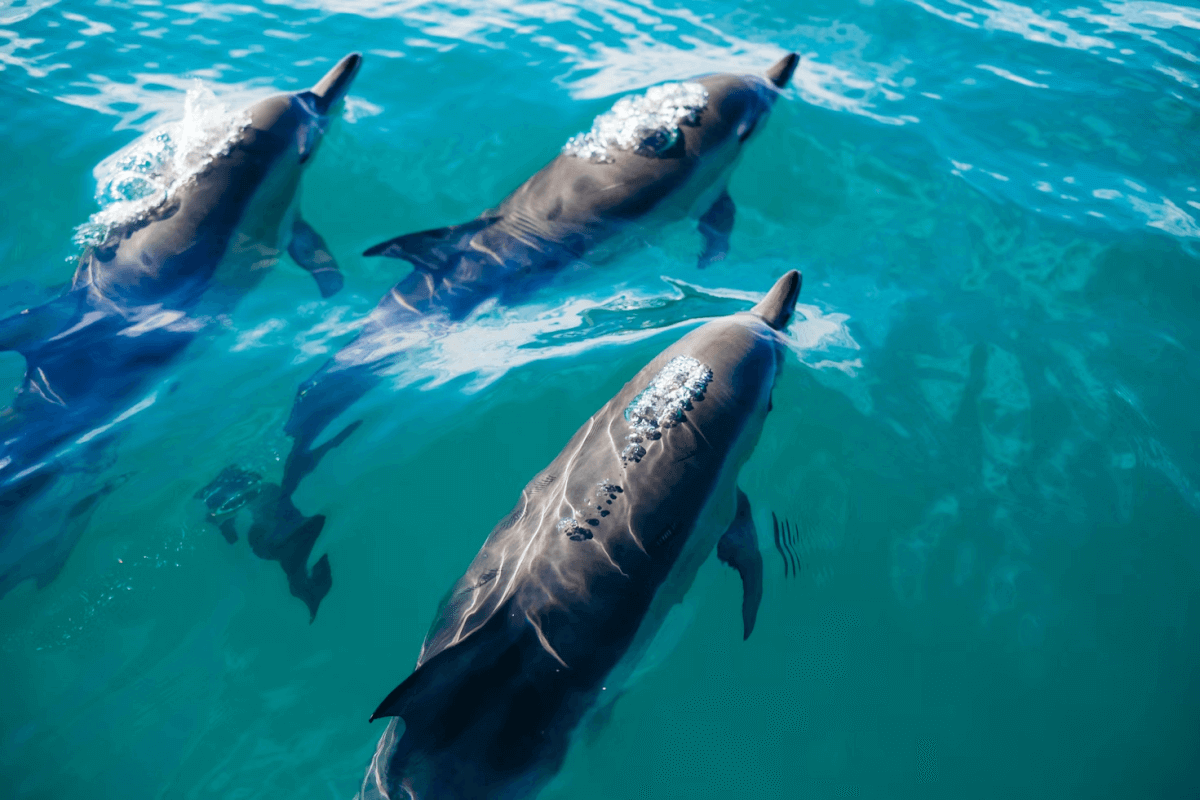 Myrtle Beach dolphins
