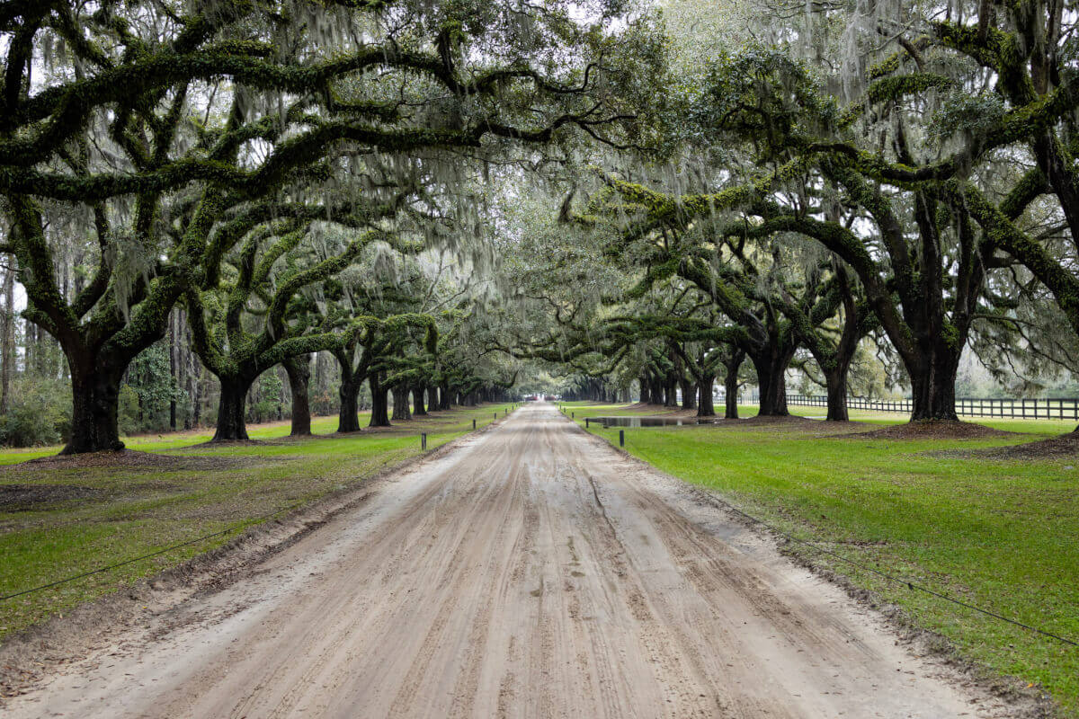 Dirt road lined with live oak trees draped in Spanish moss in the South Carolina Lowcountry.