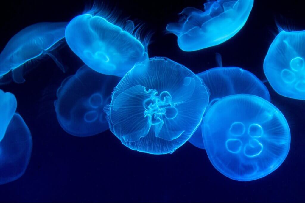Myrtle Beach jellyfish season