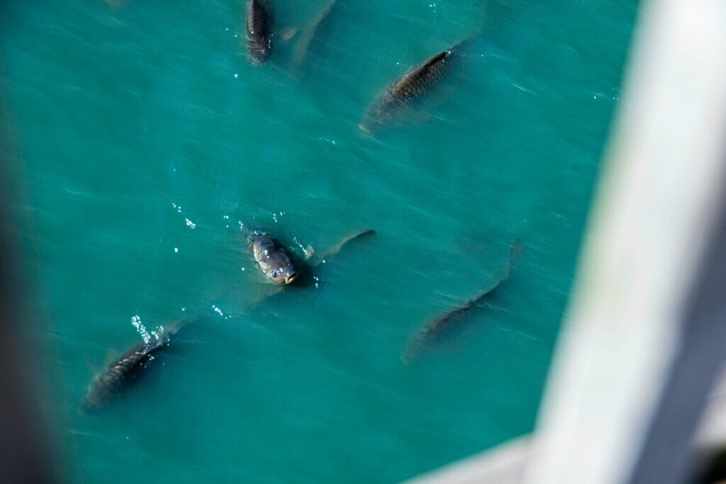 Myrtle Beach water quality