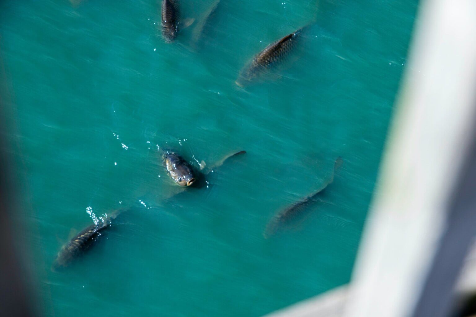 Myrtle Beach Water Safety & Rules