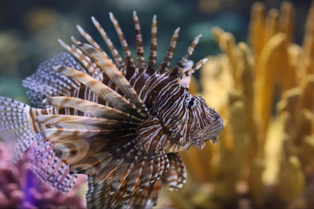 a lionfish floats near coral at Ripley's Aquarium in Myrtle Beach