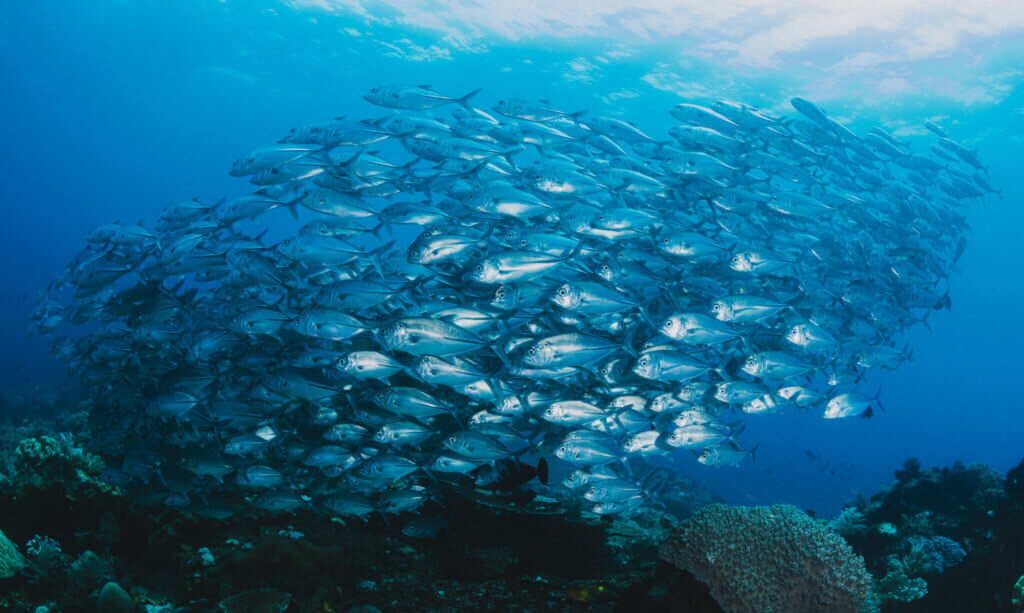 Shoal of fish under water