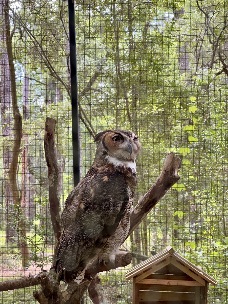 Great horned owl perched at the Lowcountry Zoo in Brookgreen Gardens, Myrtle Beach.