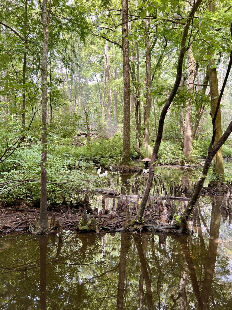 Scenic swamp habitat with native birds at the Lowcountry Zoo in Brookgreen Gardens, Myrtle Beach.