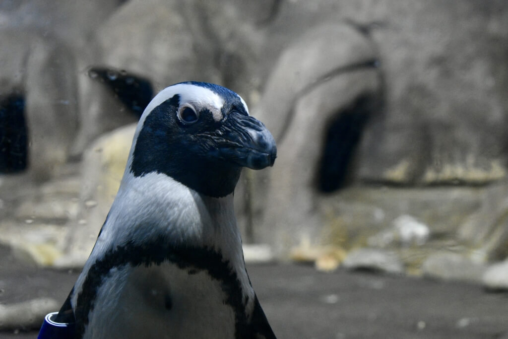 Penguin up close at the Penguin Playhouse exhibit in Ripley’s Aquarium of Myrtle Beach