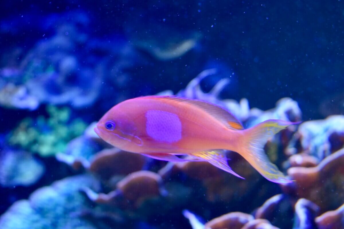 Bright tropical fish swimming in the coral reef exhibit at Ripley’s Aquarium in Myrtle Beach.