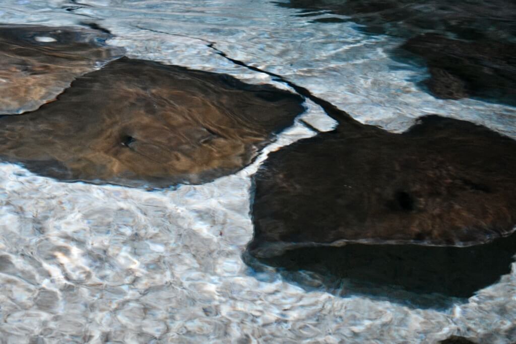 Stingrays gliding through the touch pool at Ripley’s Aquarium in Myrtle Beach.