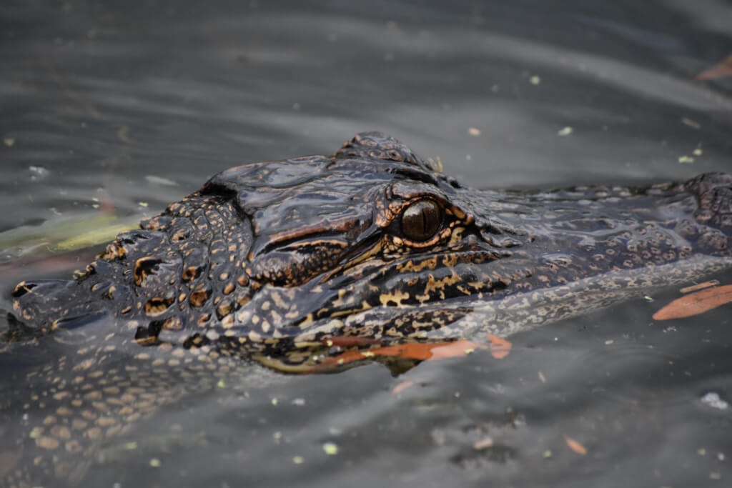 Looking Directly into the Eye of an Alligator