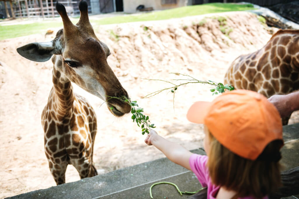 Young girl feeding a giraffe at the zoo
