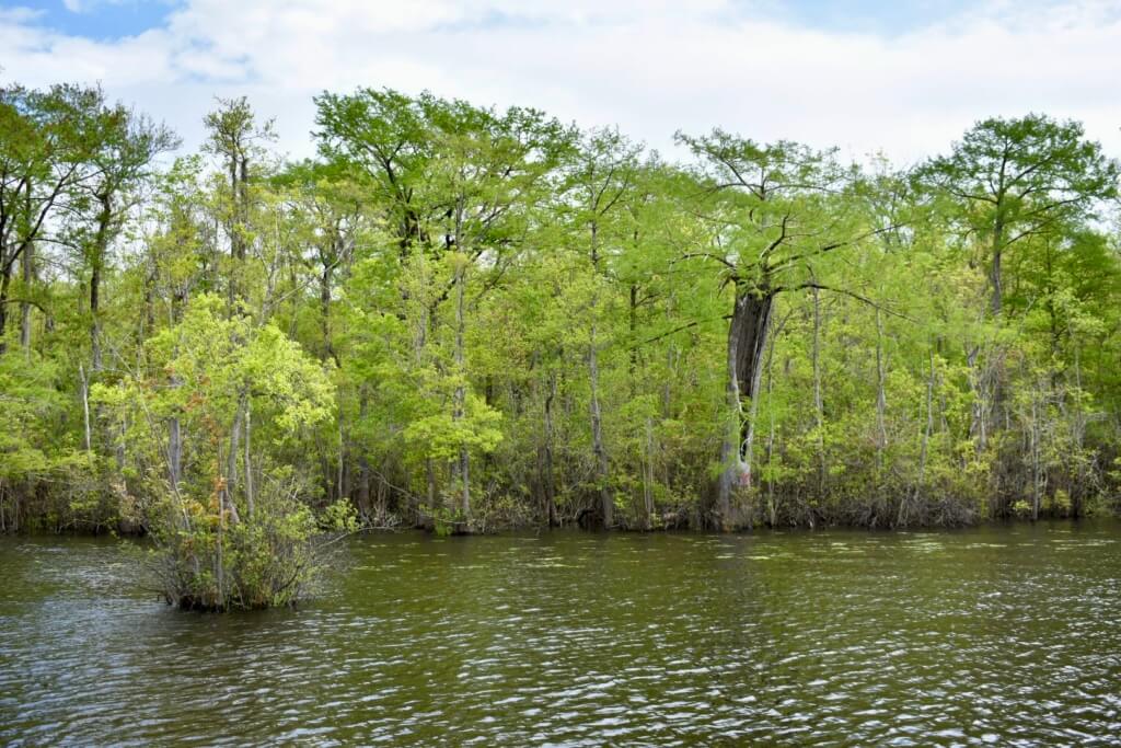 View of the Waccamaw River surrounded by lush green cypress trees and calm waters in Myrtle Beach.