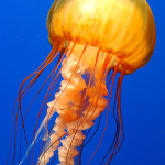 Ripleys Aquarium Jellyfish