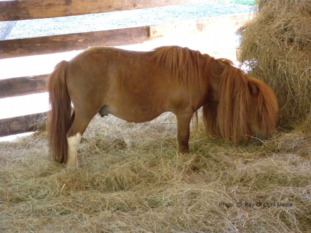 Big Rock Dude Ranch at Ponderosa Miniature Horse Eating