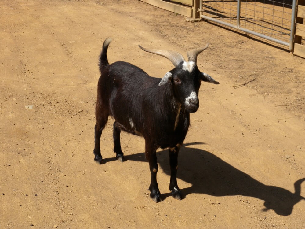 Big Rock Dude Ranch Goat