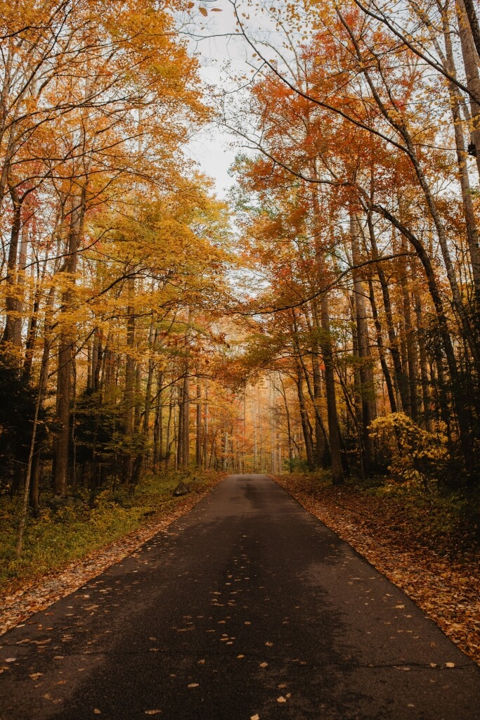 Tree-lined scenic road on Roaring Fork Motor Nature Trail during fall in Gatlinburg.