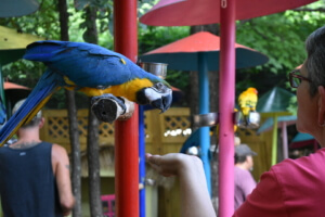 Parrot eating out of person's hand at Parrot Mountain in Sevierville, TN