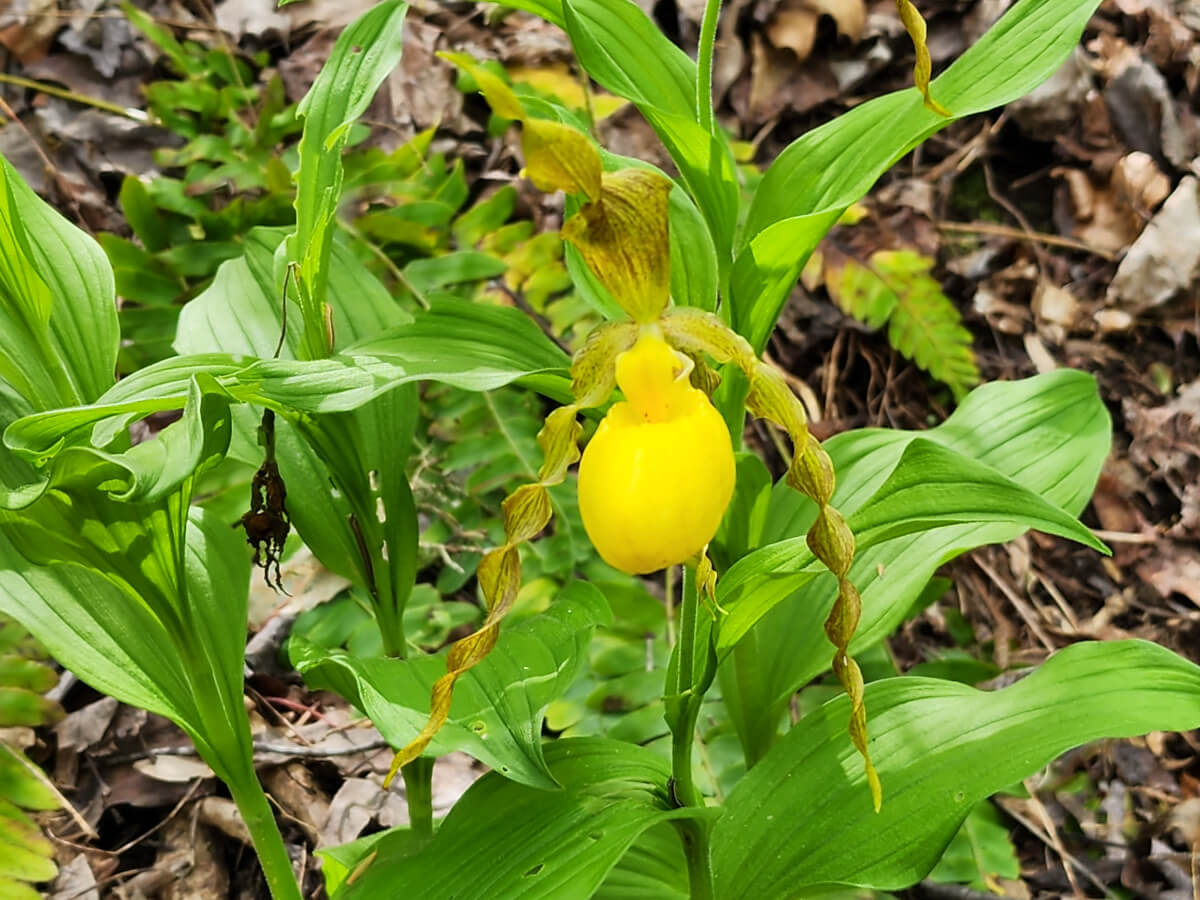 Spring wild flower in the Smoky Mountains