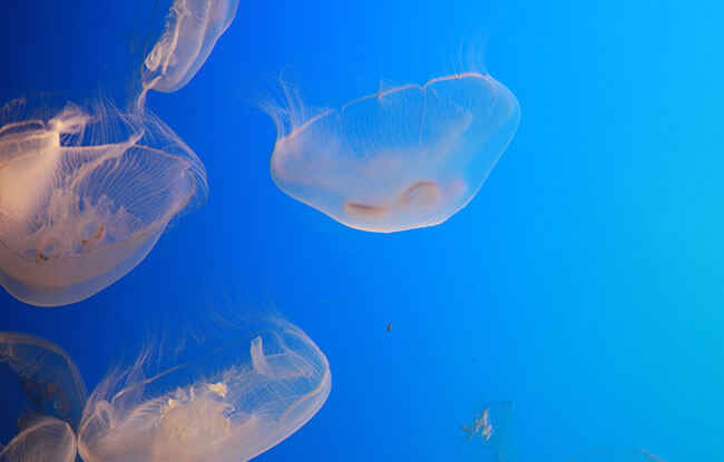 Jellyfish at Ripley's Aquarium of the Smokies