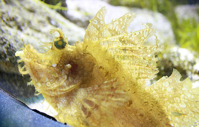 Scorpionfish at Ripley's Aquarium of the Smokies