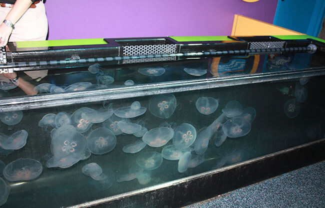 Jellyfish Touchpool at Ripley's Aquarium of the Smokies