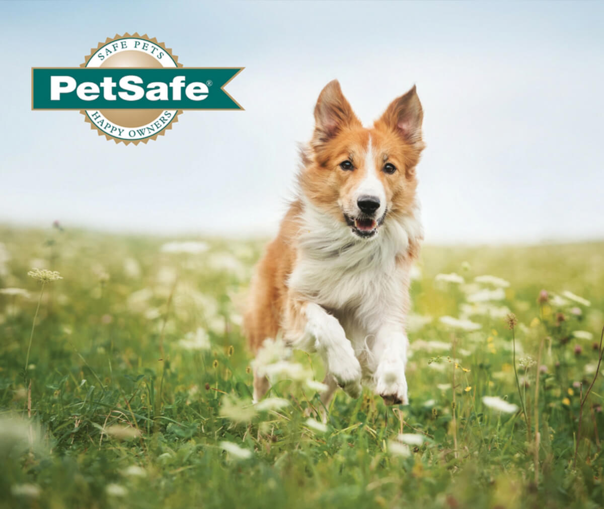 Sevierville's PetSafe Unleashed Dog Park Small and Large Breeds