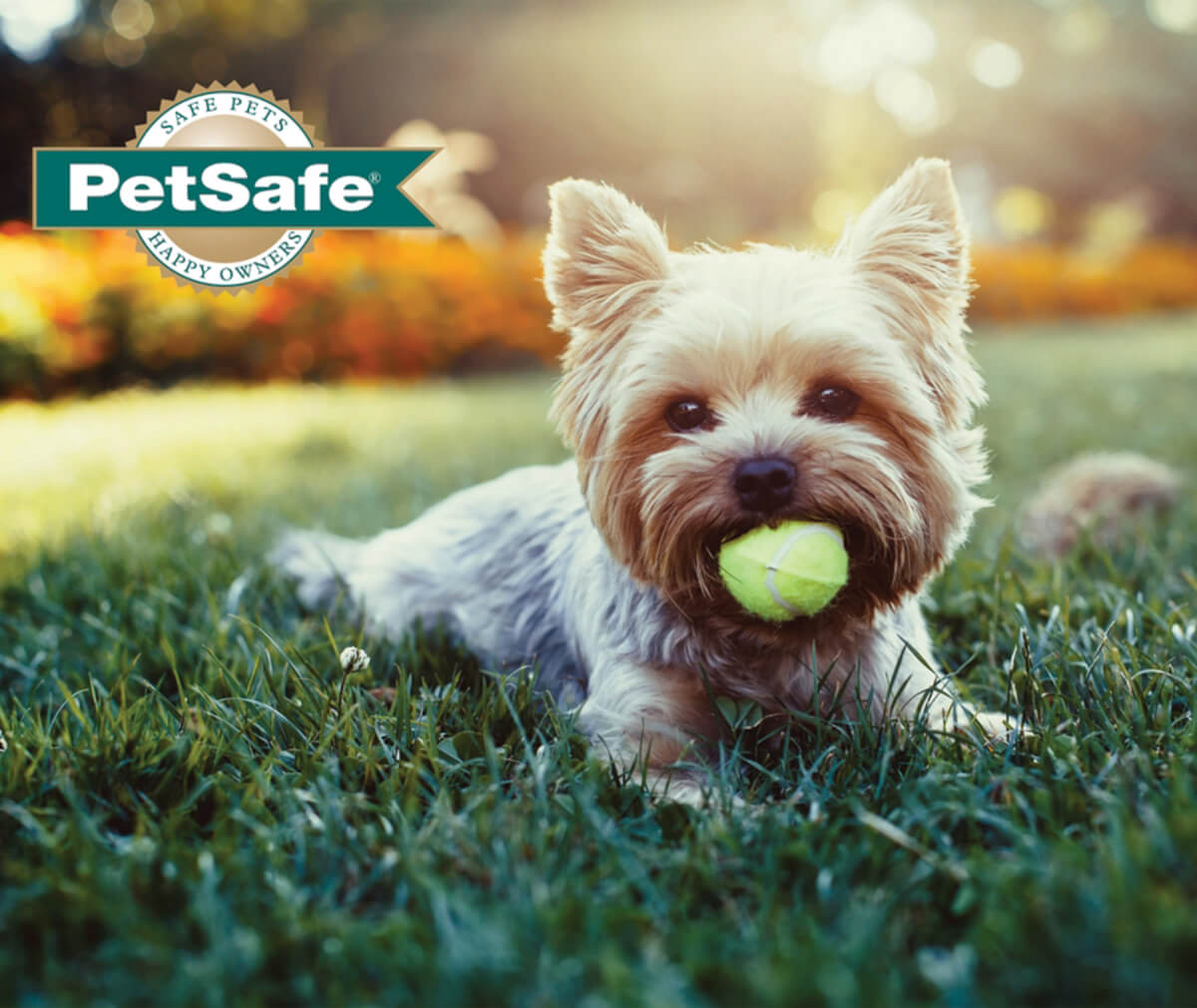 Sevierville's PetSafe Unleashed Dog Park Small and Large Breeds