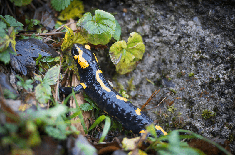 Salamander in the Great Smoky Mountains National Park