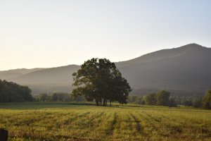 Sunsetting in a misty Cades Cove, Tennessee