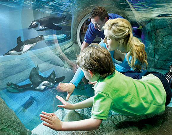 Ripley's Aquarium Penguin Tunnel