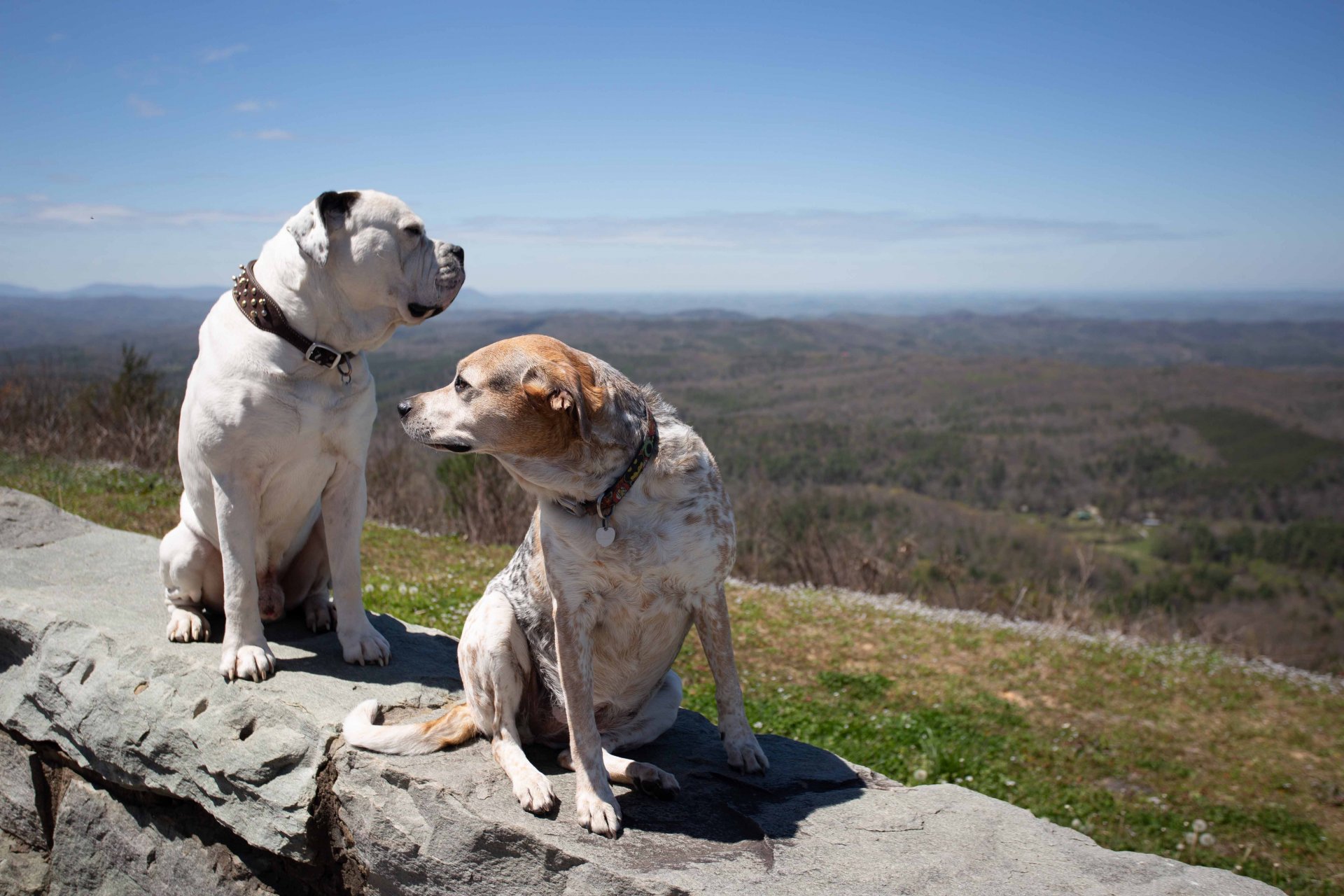 Mad Dog’s Creamery