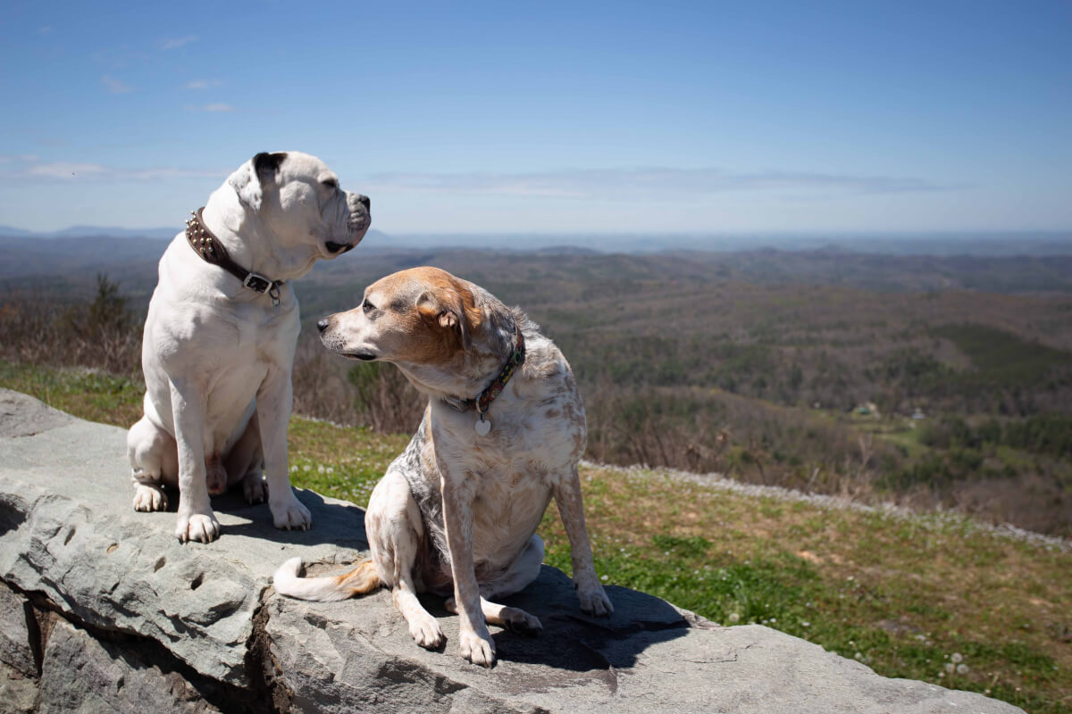 dogs in the appalachian mountains