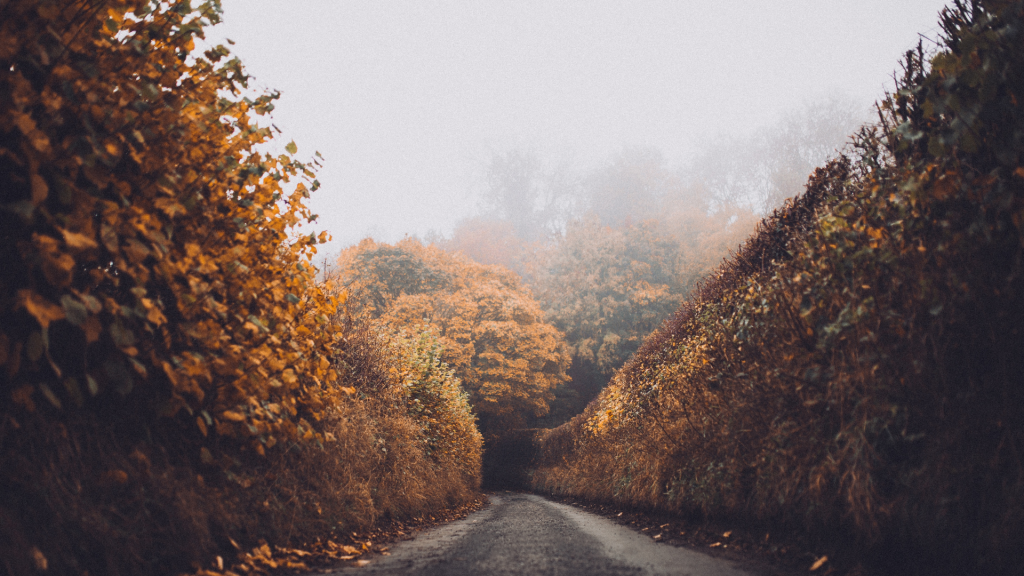 Road with fall leaves