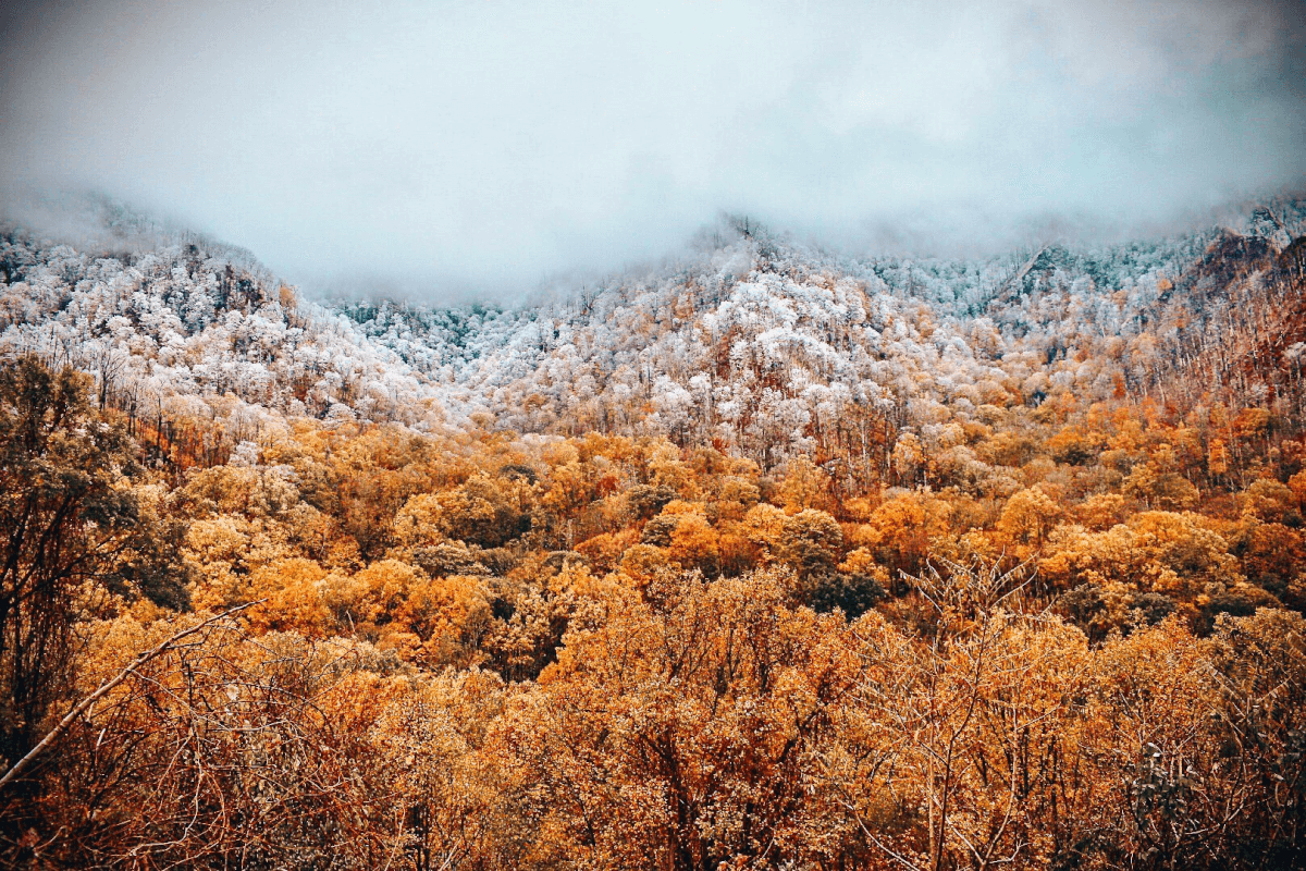 snowy trees in the Smoky Mountains