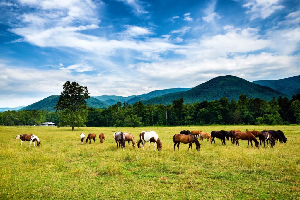 horseback riding in Pigeon Forge & beyond