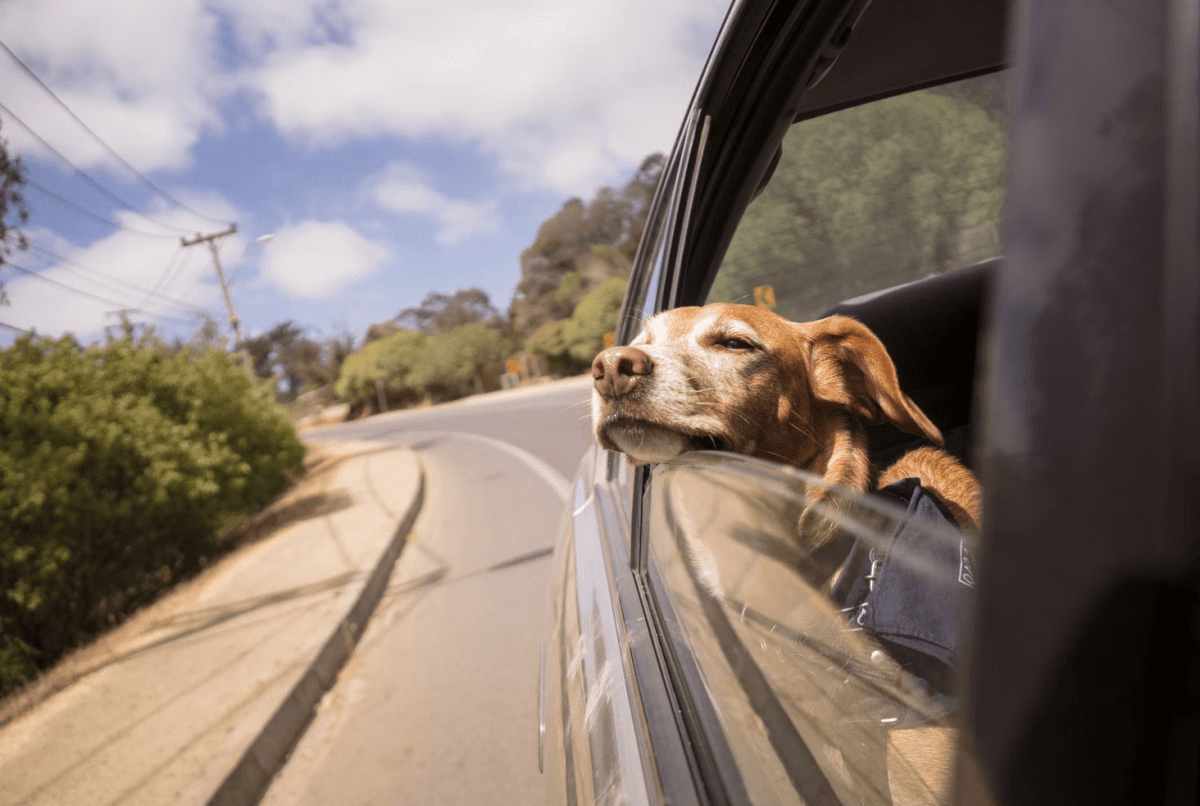 a dog riding in the car to Doggywood