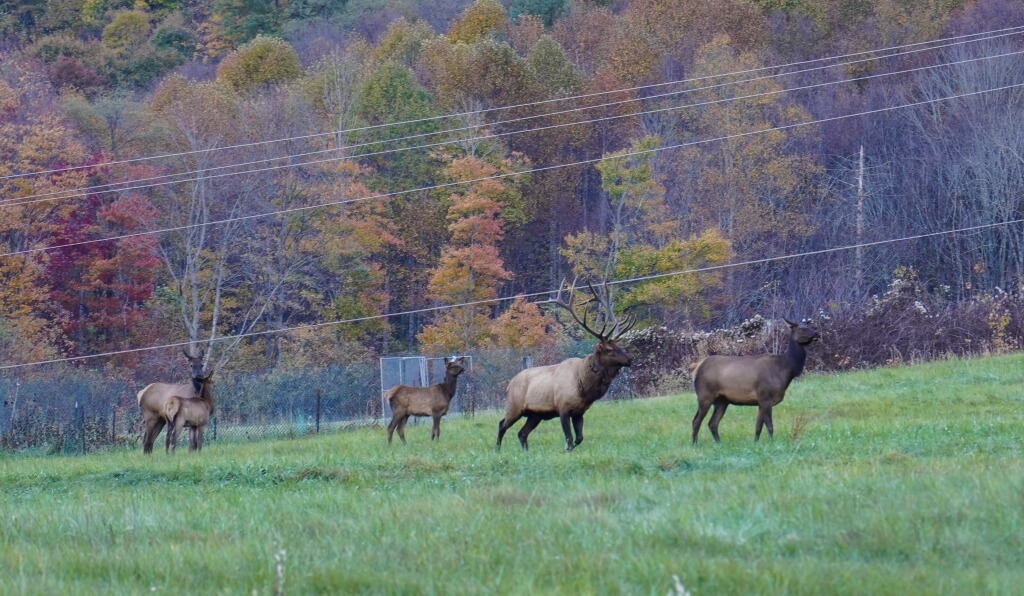 Elk herd in Cataloochee Valley during fall with colorful foliage in Great Smoky Mountains National Park
