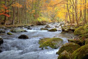 FAQ about the Little Pigeon River